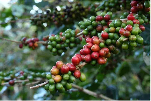 Arabica Gayo Origin